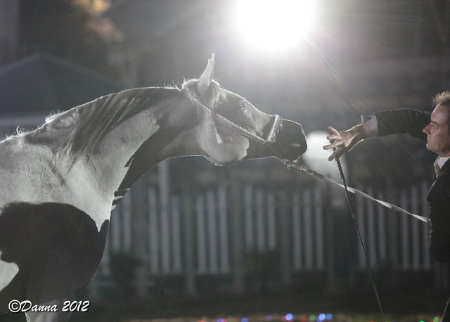 25th East Coast Championship Show 2012- Finals