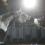 25th East Coast Championship Show 2012- Finals