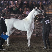 25th East Coast Championship Show 2012- Finals