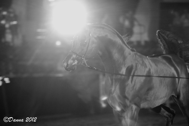 25th East Coast Championship Show 2012- Finals