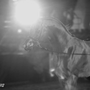 25th East Coast Championship Show 2012- Finals