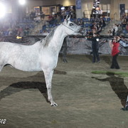 25th East Coast Championship Show 2012- Finals