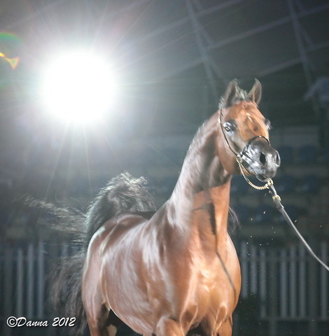 25th East Coast Championship Show 2012- Finals