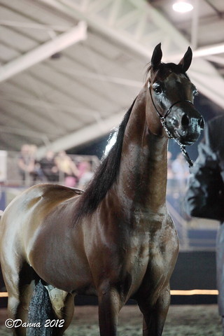 25th East Coast Championship Show 2012- Finals