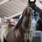 25th East Coast Championship Show 2012- Finals