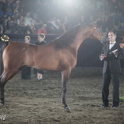 25th East Coast Championship Show 2012- Finals