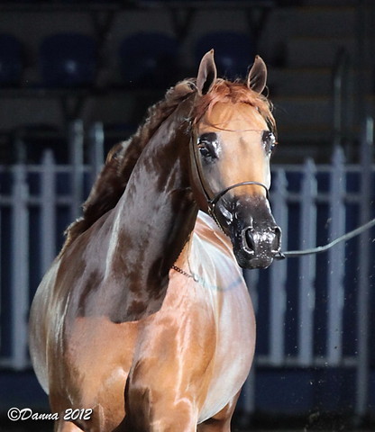 25th East Coast Championship Show 2012- Finals