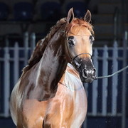 25th East Coast Championship Show 2012- Finals