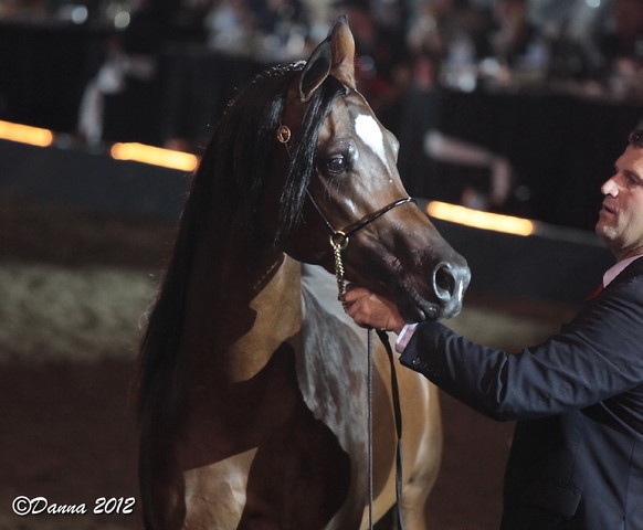 25th East Coast Championship Show 2012- Finals