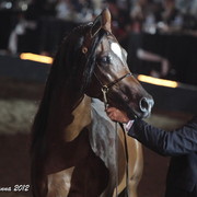 25th East Coast Championship Show 2012- Finals