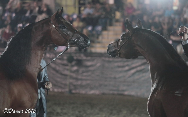 25th East Coast Championship Show 2012- Finals