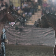 25th East Coast Championship Show 2012- Finals