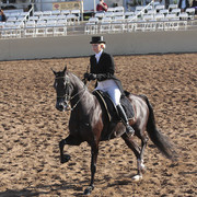 2012 Scottsdale Show | Days 1 & 2