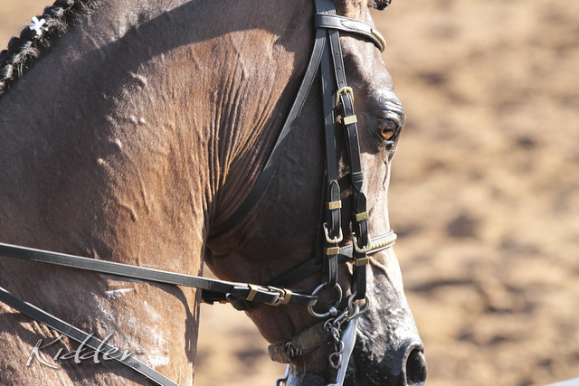 2012 Scottsdale Show | Days 1 & 2