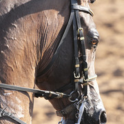 2012 Scottsdale Show | Days 1 & 2