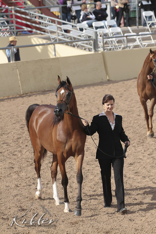 2012 Scottsdale Show | Days 1 & 2