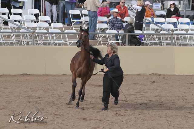 2012 Scottsdale Show | Days 1 & 2
