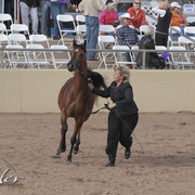 2012 Scottsdale Show | Days 1 & 2