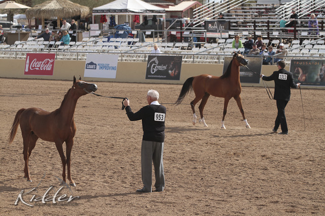 2012 Scottsdale Show | Days 1 & 2