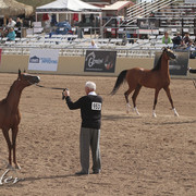 2012 Scottsdale Show | Days 1 & 2