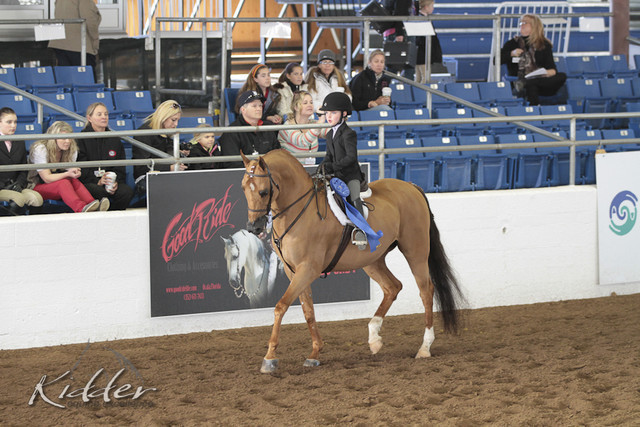 2012 Scottsdale Show | Days 1 & 2