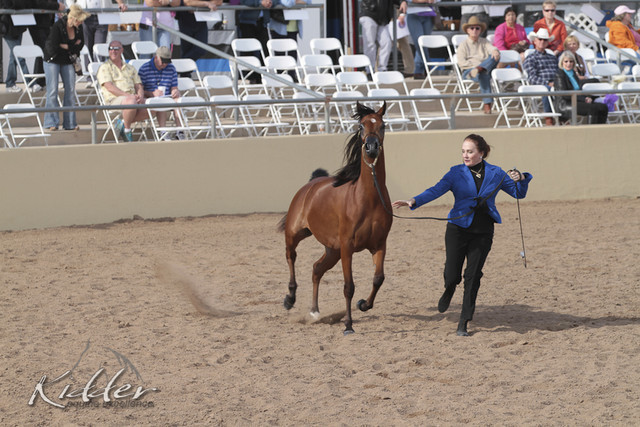 2012 Scottsdale Show | Days 1 & 2