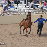 2012 Scottsdale Show | Days 1 & 2