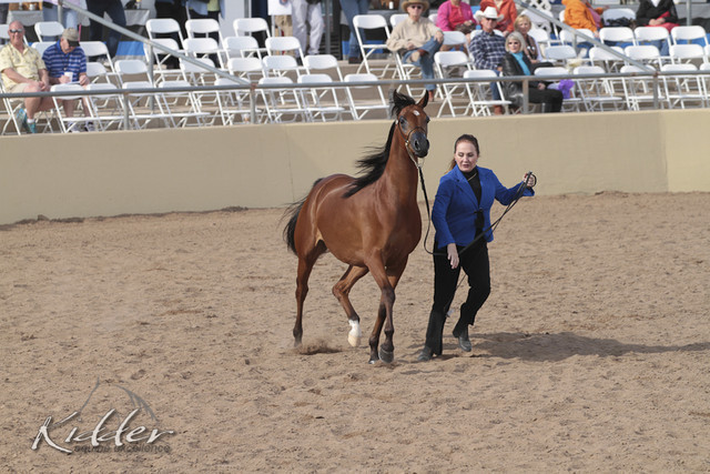 2012 Scottsdale Show | Days 1 & 2