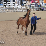 2012 Scottsdale Show | Days 1 & 2