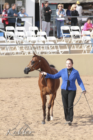 2012 Scottsdale Show | Days 1 & 2