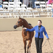 2012 Scottsdale Show | Days 1 & 2