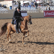 2012 Scottsdale Show | Days 1 & 2