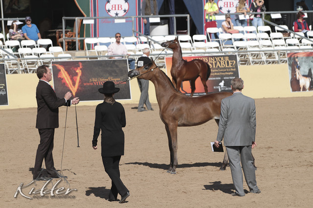 2012 Scottsdale Show | Days 1 & 2
