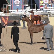 2012 Scottsdale Show | Days 1 & 2
