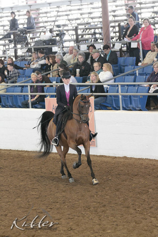 2012 Scottsdale Show | Days 1 & 2