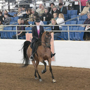 2012 Scottsdale Show | Days 1 & 2