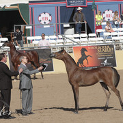 2012 Scottsdale Show | Days 1 & 2