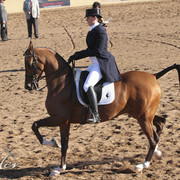 2012 Scottsdale Show | Days 1 & 2