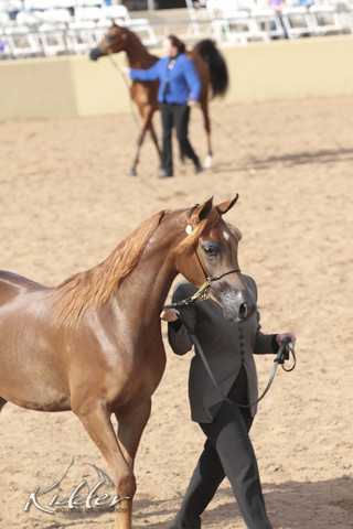 2012 Scottsdale Show | Days 1 & 2