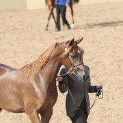 2012 Scottsdale Show | Days 1 & 2