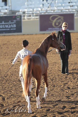 2012 Scottsdale Show | Days 1 & 2