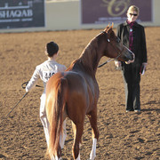 2012 Scottsdale Show | Days 1 & 2