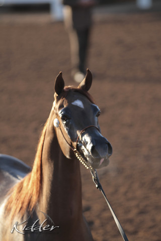2012 Scottsdale Show | Days 1 & 2