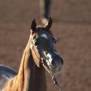 2012 Scottsdale Show | Days 1 & 2
