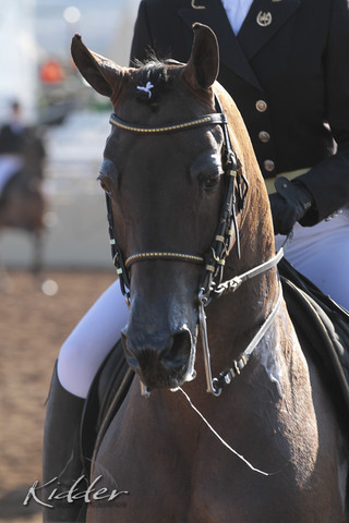 2012 Scottsdale Show | Days 1 & 2