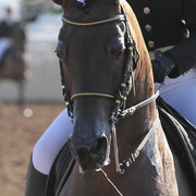 2012 Scottsdale Show | Days 1 & 2