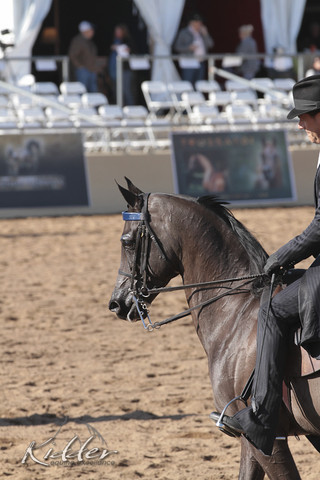 2012 Scottsdale Show | Days 1 & 2