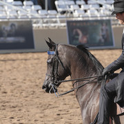 2012 Scottsdale Show | Days 1 & 2