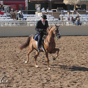 2012 Scottsdale Show | Days 1 & 2