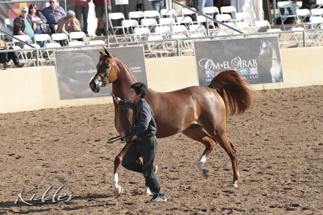 2012 Scottsdale Show | Days 1 & 2
